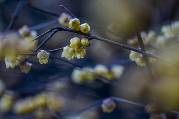 腊梅花