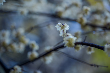 梅花