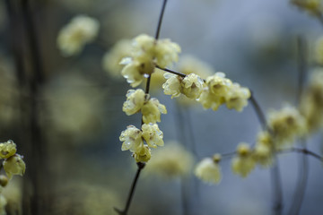 盛开的梅花