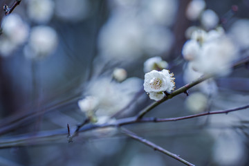 盛开的梅花