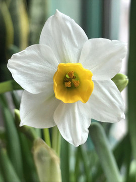 水仙花