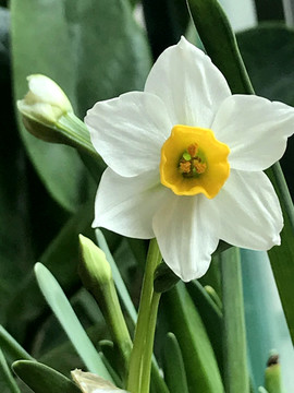 水仙花