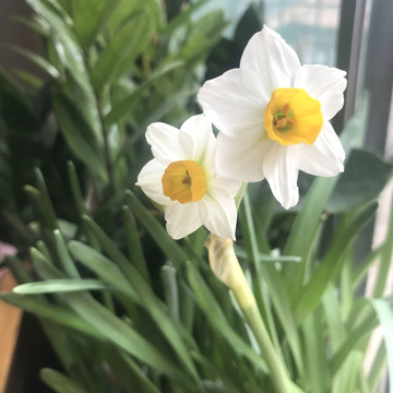 水仙花