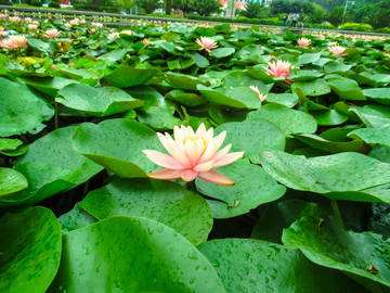 莲花