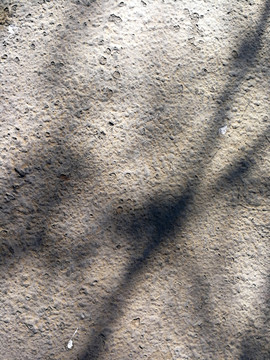 地面树影纹理质感