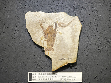 虾化石