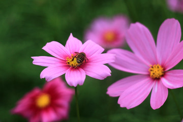 格桑花