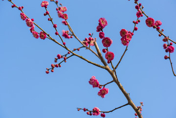 唯美梅花