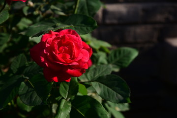 老院红花