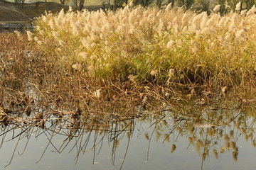 池塘芦苇