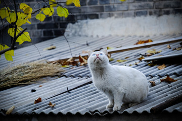 猫