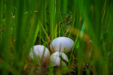 生在草边的原生态鸡蛋食材