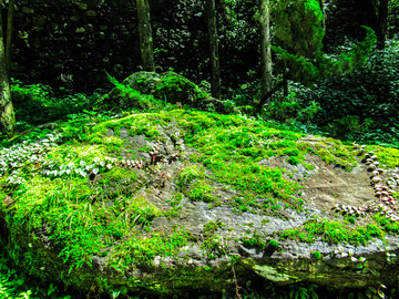 苔藓石头