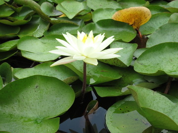 莲花