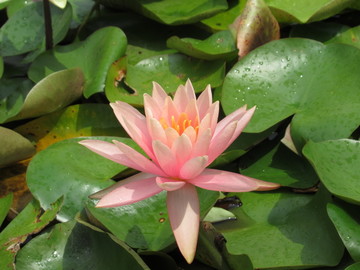 莲花