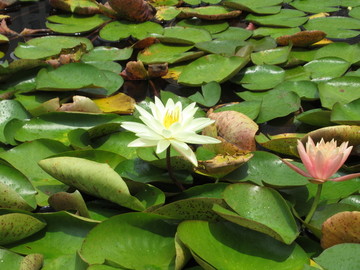 莲花