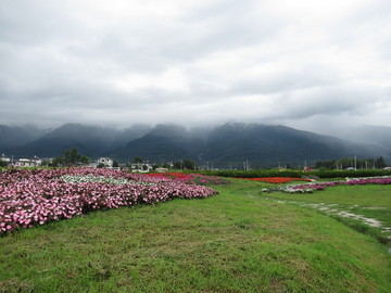 花海