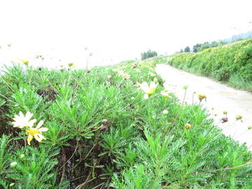 花海