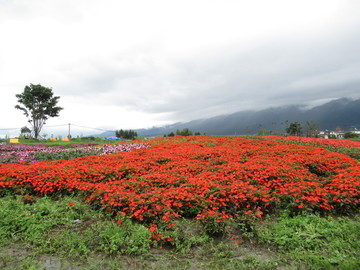 花海