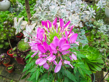 醉蝶花