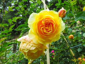 月季花
