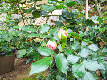 鲜花