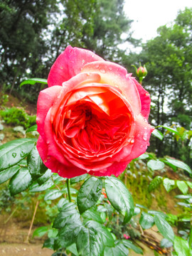鲜花