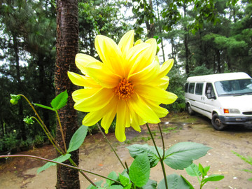 小丽花