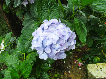 绣球花