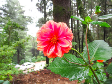 小丽花