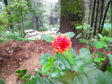 小丽花