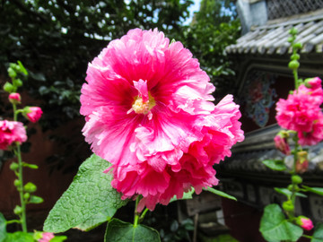 芙蓉花