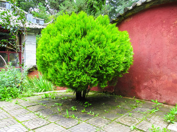 景观树