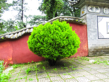 景观树