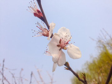梅花