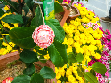 茶花
