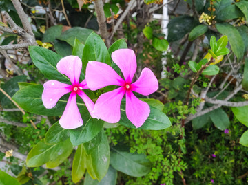 常春花