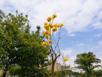 黄花风铃木