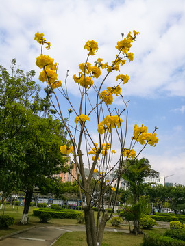 黄花风铃木