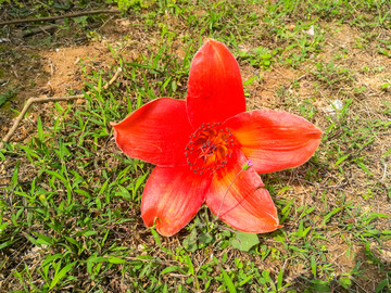 木棉花