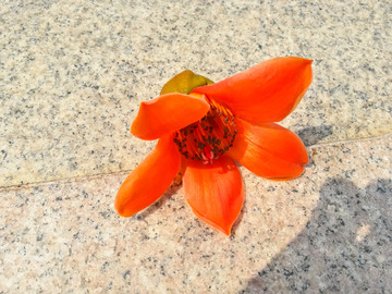 木棉花