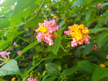 马樱丹