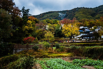 红叶田埂菜园