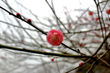 梅花寒梅