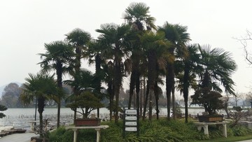 湖边椰子树