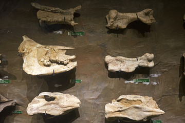 犀牛化石