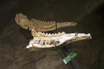 长颈鹿化石