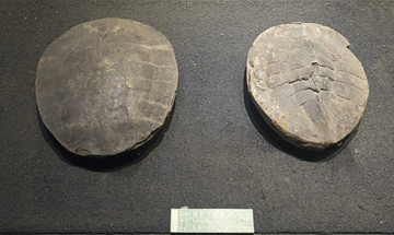 乌龟化石