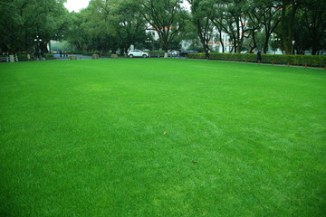 校园草地绿化