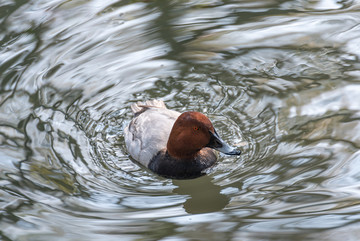池塘里的红头潜鸭